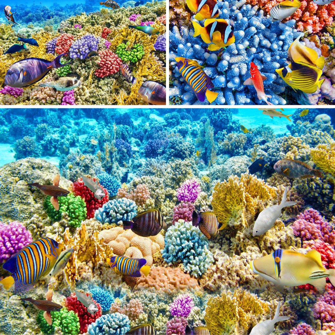 pcop digitale reef pcop digitale reef